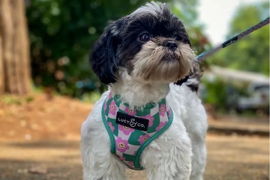 September Edition: Real Reviews from Real Dogs (Well, Their Humans)