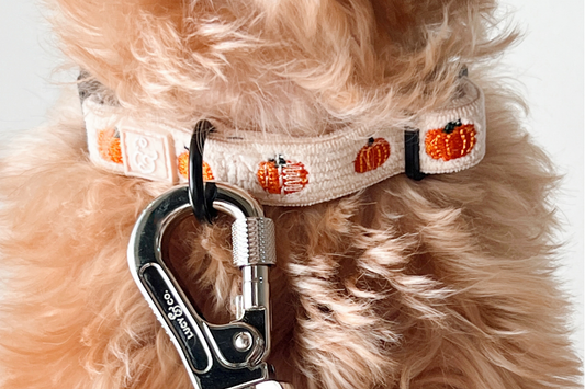 Best Cute Dog Collars for Stylish Pups