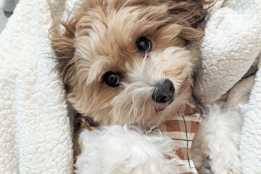 Indoor Enrichment for Your Pup on Cold Days