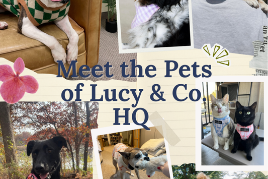 Meet the Pets of Lucy & Co. HQ