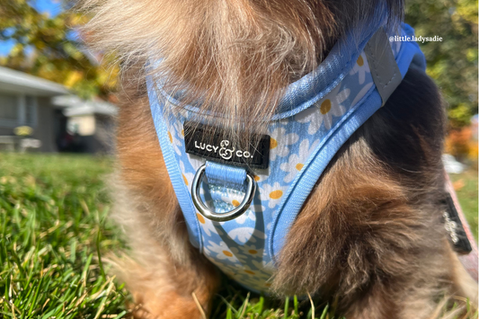 Lucy & Co. Cat Harnesses: Great for Small Pups Too! 🐾