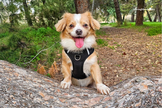 How to Celebrate National Rescue Dog Day in the Best Way Possible!