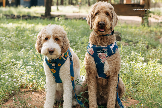 Best Cute Dog Apparel Brand: Why Lucy & Co. Is Made for Stylish Pups