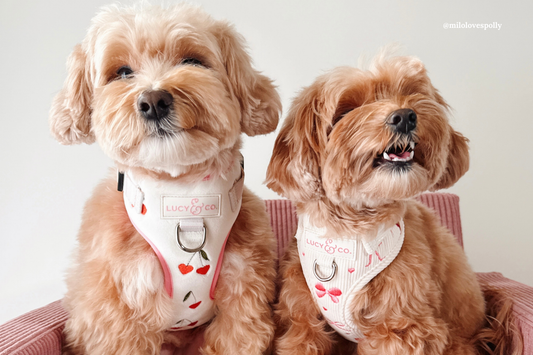 🐾 New Year, New Pup Vibe: Which 2026 Aesthetic Are You & Your Dog Rocking?