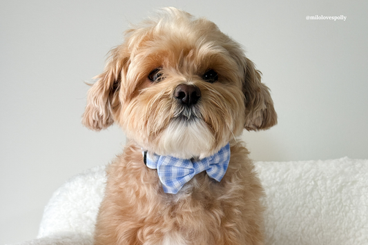 It’s aBOW Time! 🎀