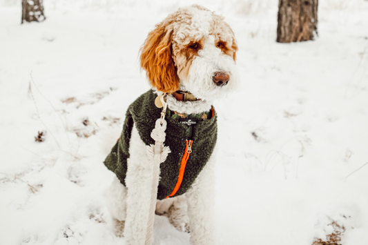Cold Weather Care Tips for Your Pup