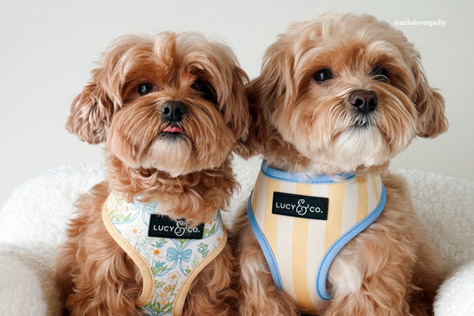 🌷 Ready, Set, SPRING! Our Freshest Collection Is Here