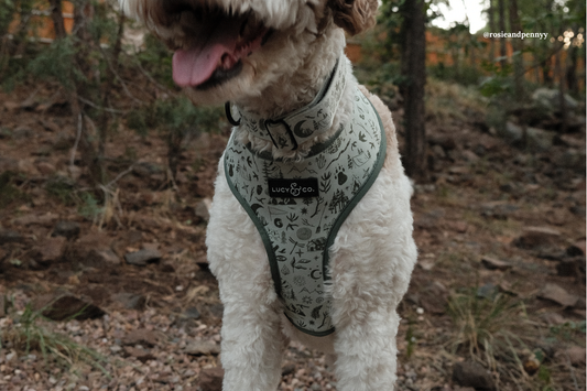 The Ultimate Guide to Sizing Your Dog’s Harness (Without Guessing!)