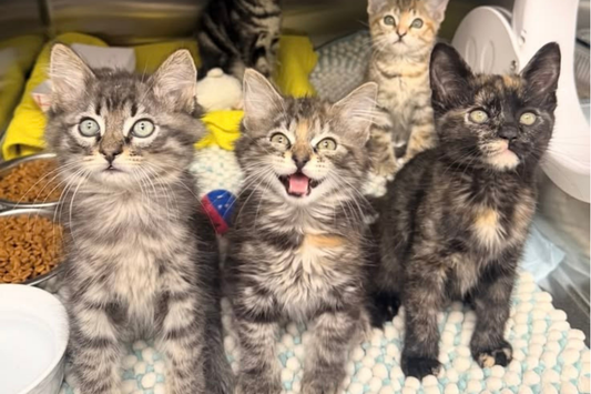 Kitten Season Is in Full Swing: How You Can Help Ruff Start Rescue 🐾