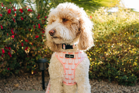 Find Your Pup’s Aesthetic: A Style Guide by Lucy & Co.