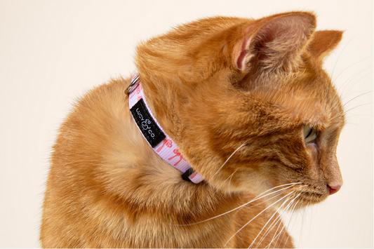 🐾 Why Breakaway Cat Collars Are a Must for Your Feline Friend