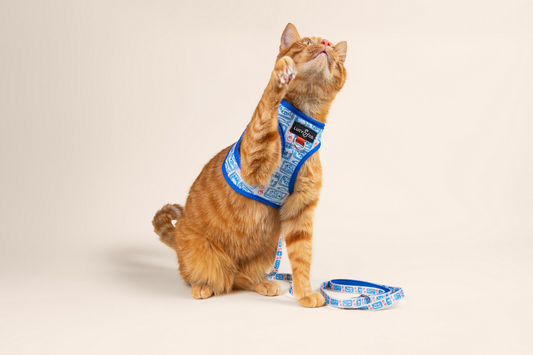 Purr-fect Hydration: Fun & Easy Ways to Keep Your Cat Drinking More Water 🐾💧