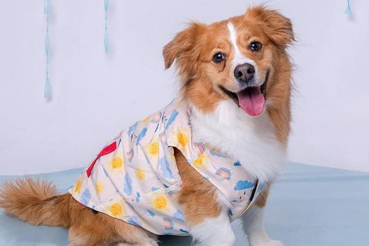 How to Keep Your Pup Clean During a Muddy Spring: Tips & Must-Have Products