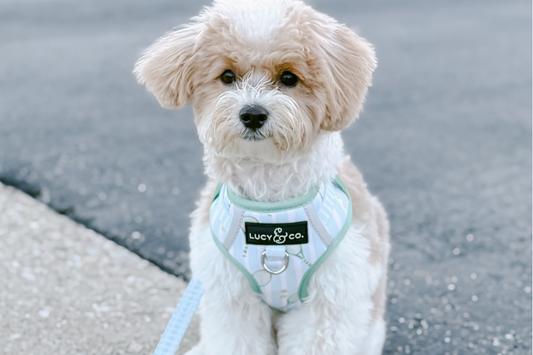 Harness the Cuteness: Why Our Harnesses Are the Real MVPs