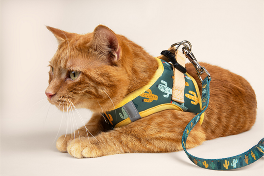 🐾 Our Favorite Holiday Surprise — Because Cats Deserve Walks Too