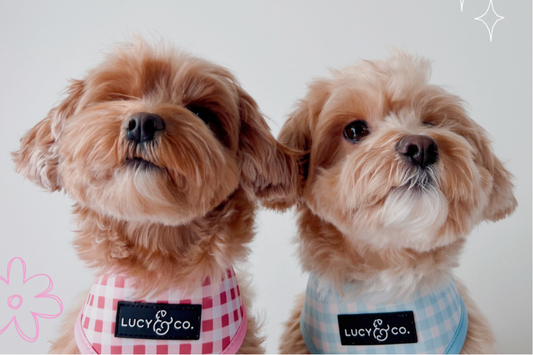 Spring Bucket List for You and Your Pup
