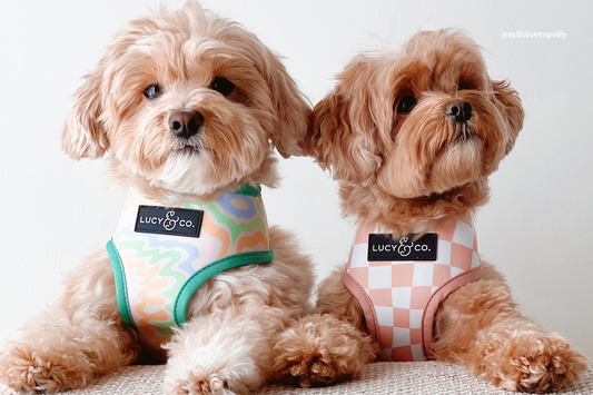 What’s Your Dog’s Style? How to Pick the Perfect Lucy & Co. Gear!
