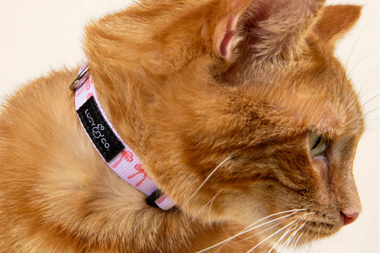 Best Cute Cat Collars for Stylish and Safe Cats