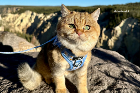 🐾 How to Teach Your Cat to Walk with a Harness
