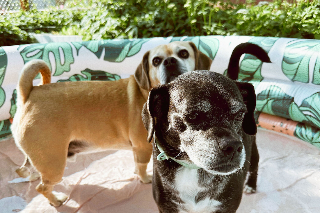 How to keep your dog cool in the summer