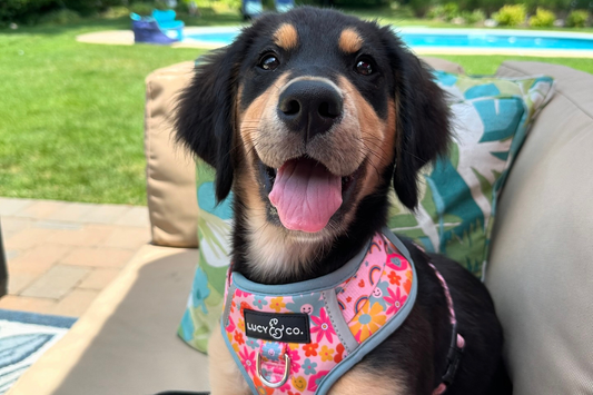 5 Ways to Enjoy the End of Summer with your Pup!