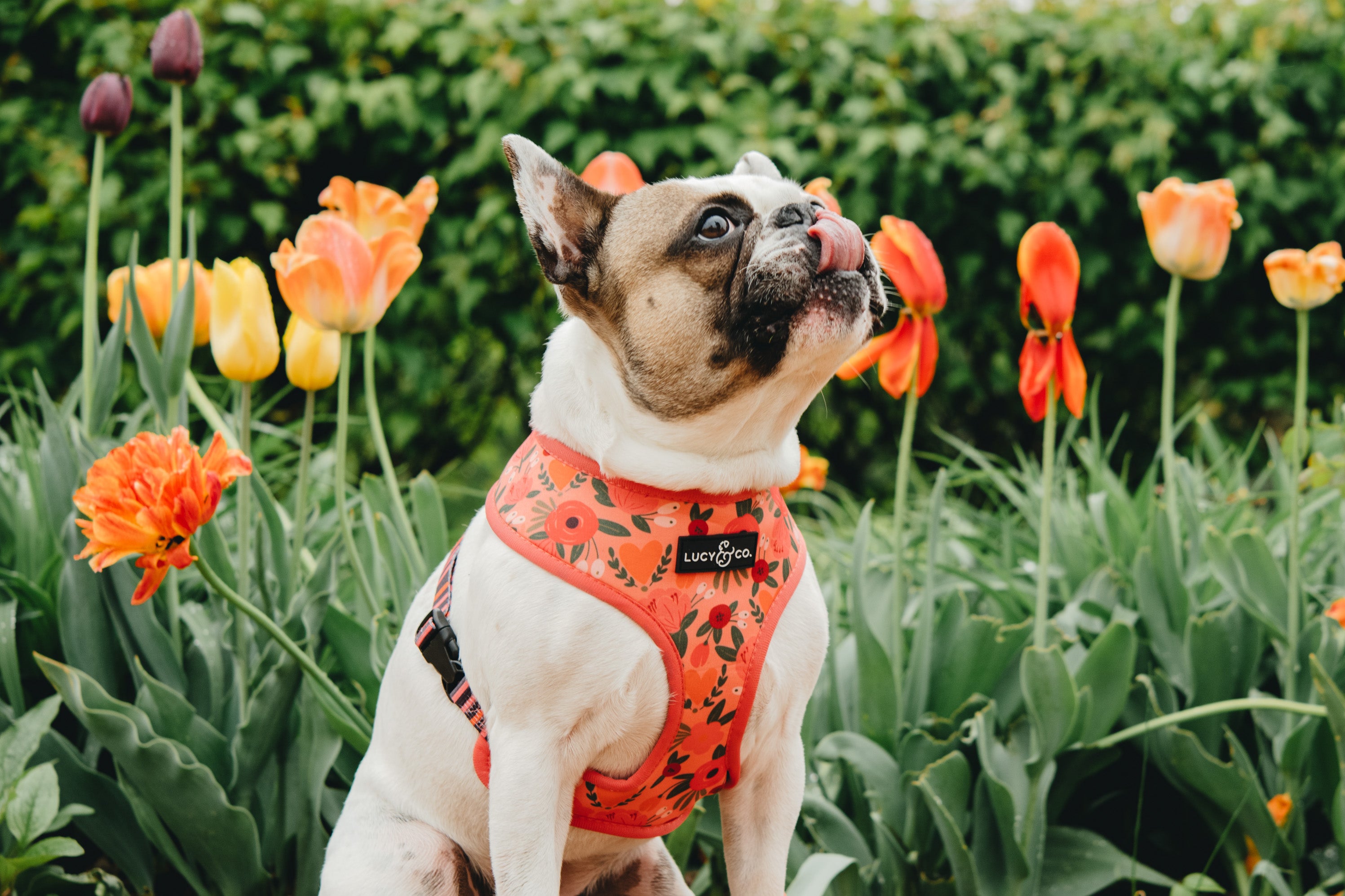 Cute Matching Dog Harnesses & Leashes | Lucy & Co. Dog Gear and Apparel