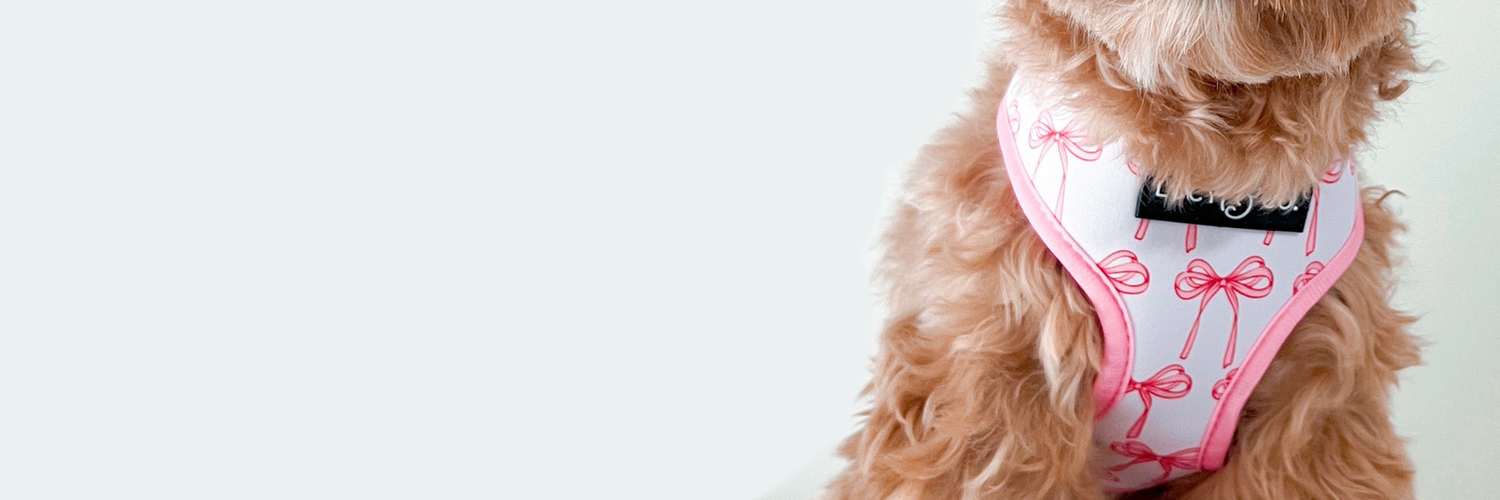 Matching Dog Walk Gear