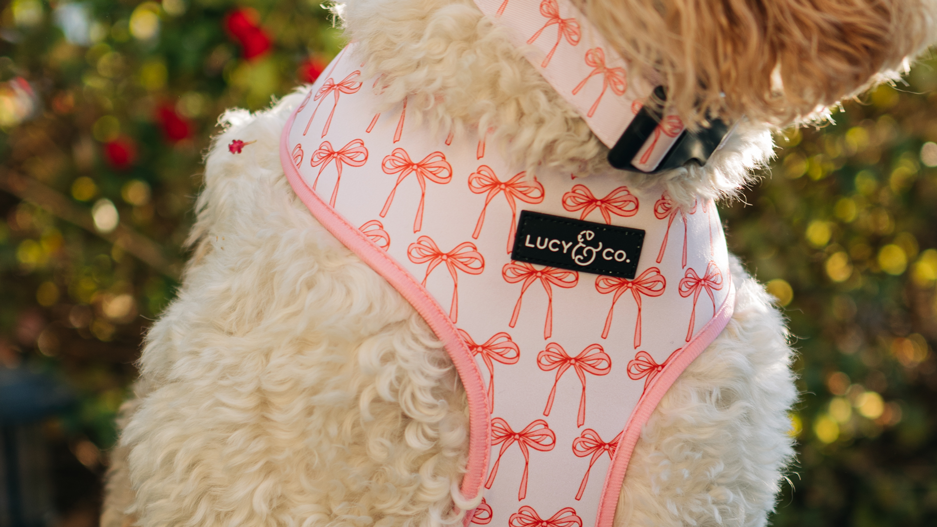 Cat Step-In Harnesses - Easy-on, Comfy & Secure - Lucy & Co.