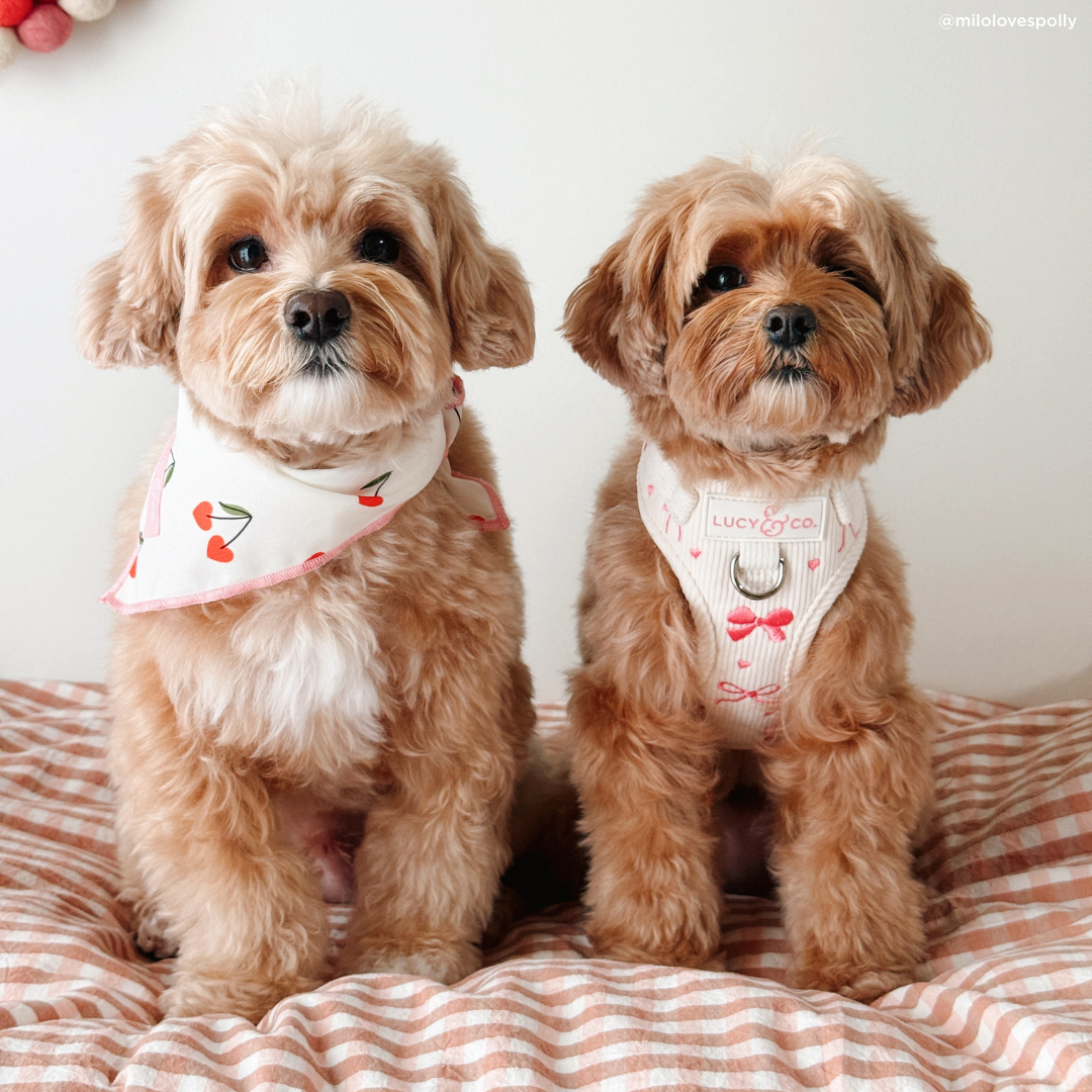 Cherry Cute Bandana