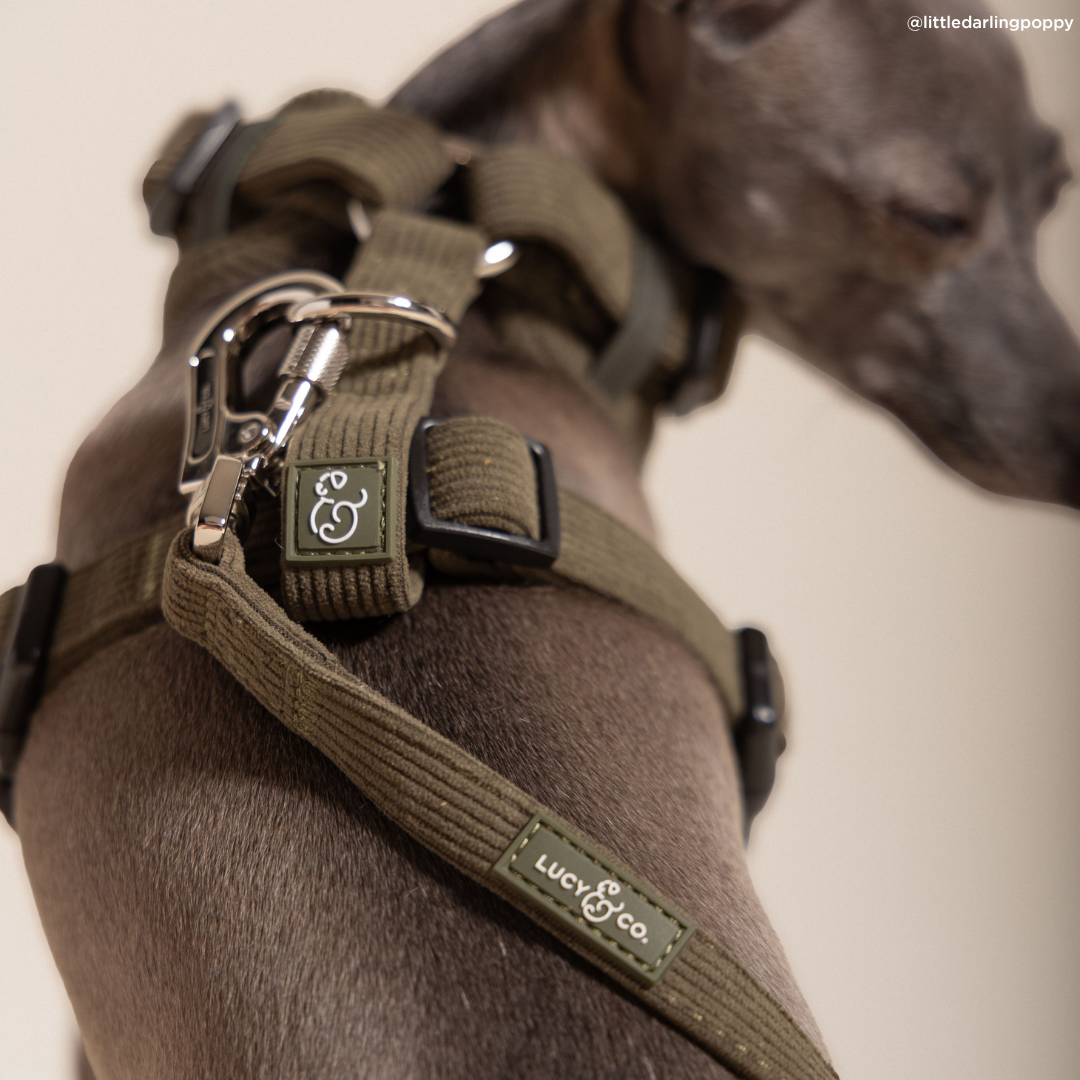 Take a Hike Corduroy Leash