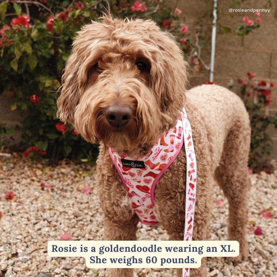 Howdy, Honey Reversible Harness