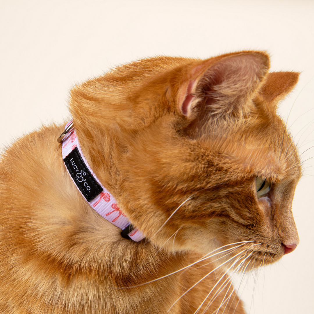 Take a Bow Breakaway Cat Collar