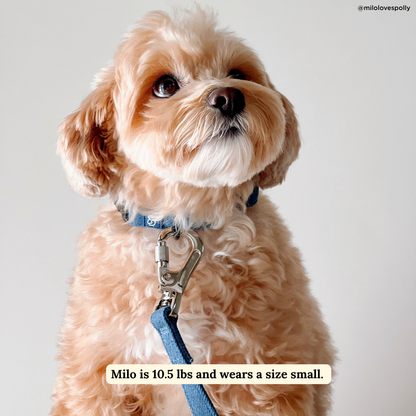 Blue Jeans Leash