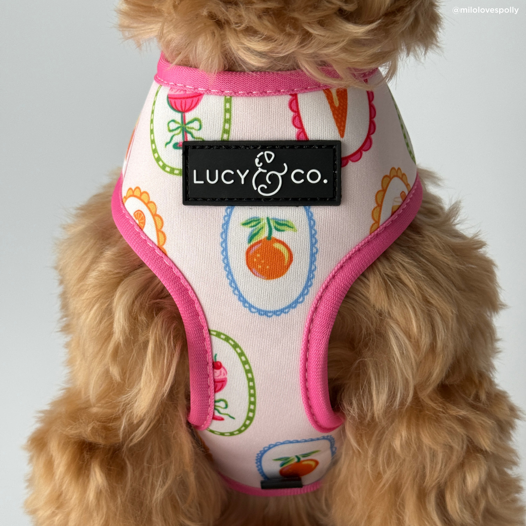 Dolce Vita Reversible Harness