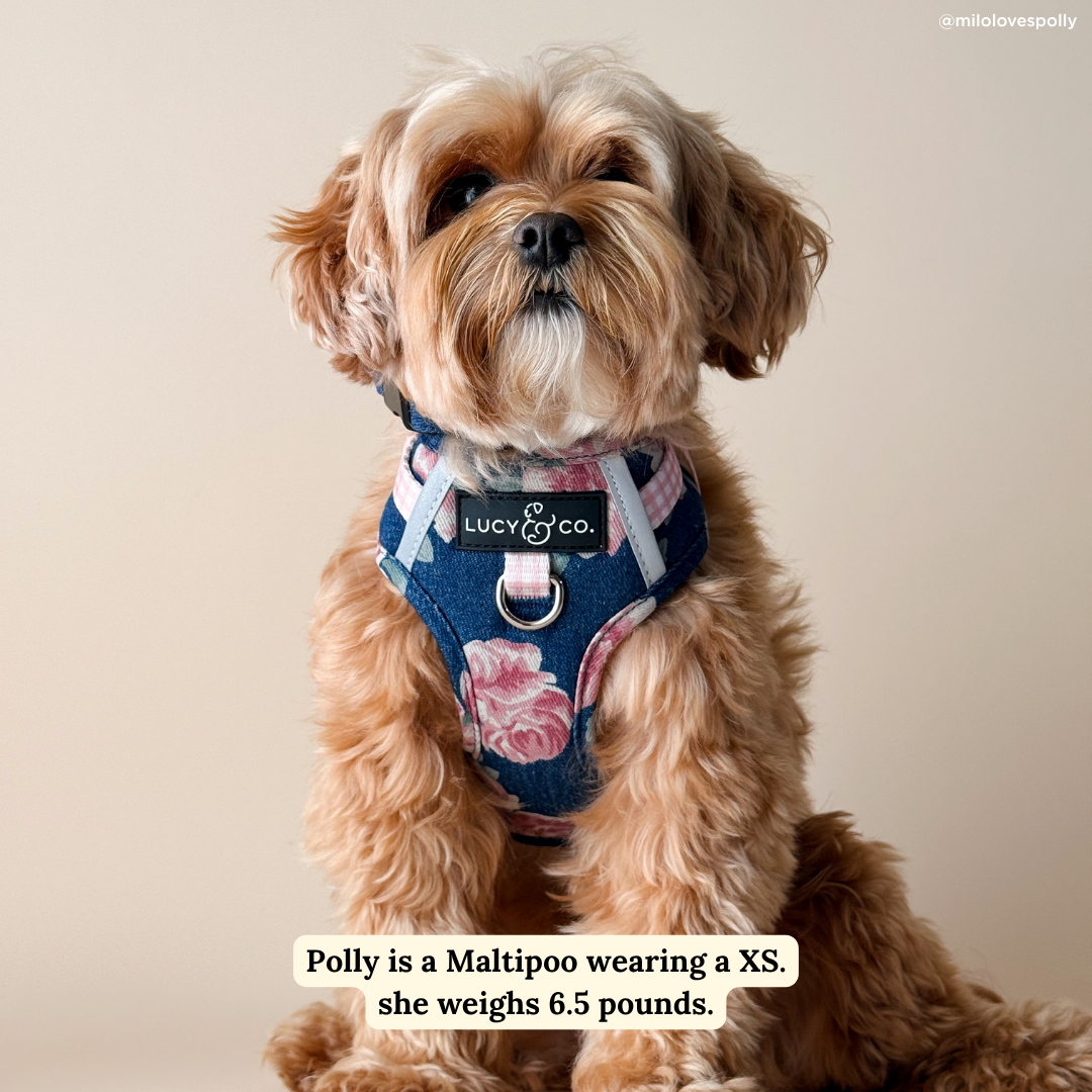Smell the Roses Denim No-Pull Harness