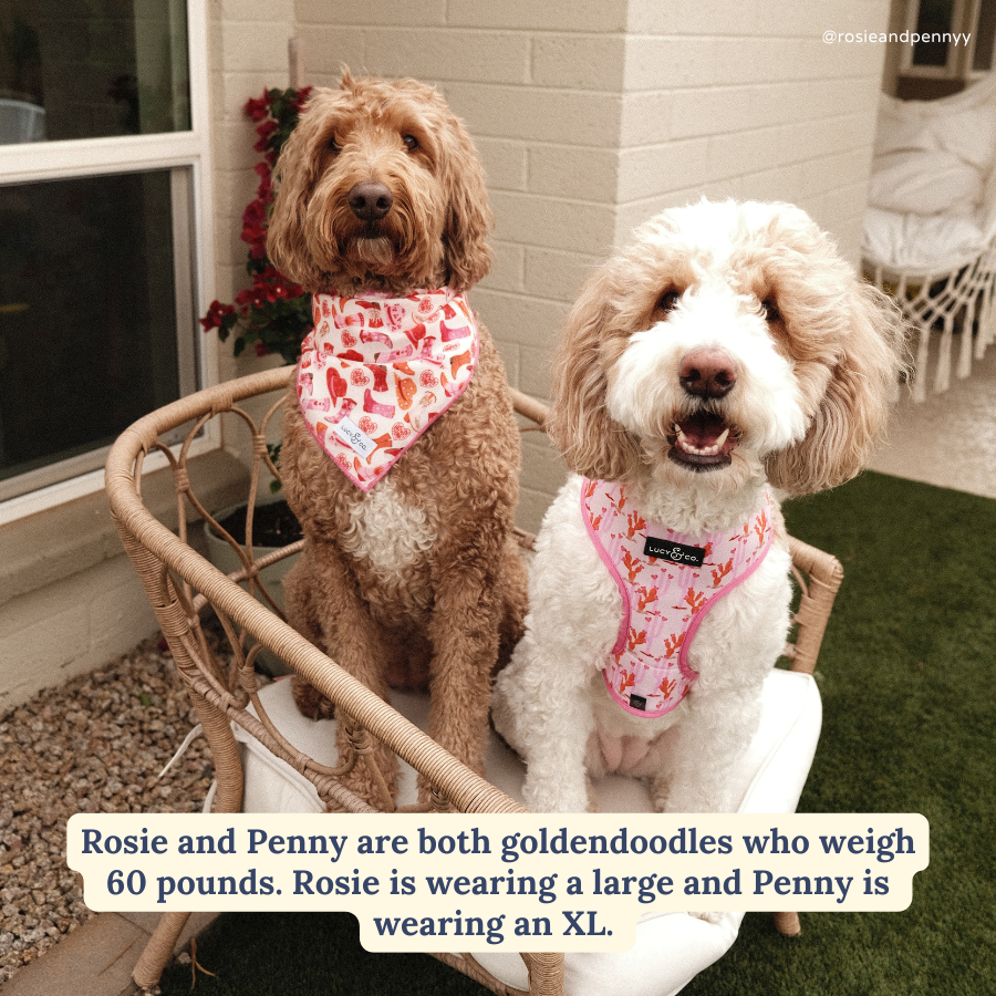 Howdy, Honey Reversible Harness