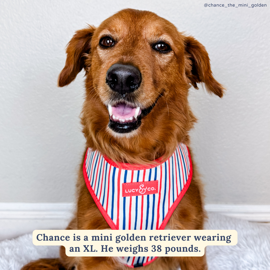 Red, White & BBQ Reversible Harness