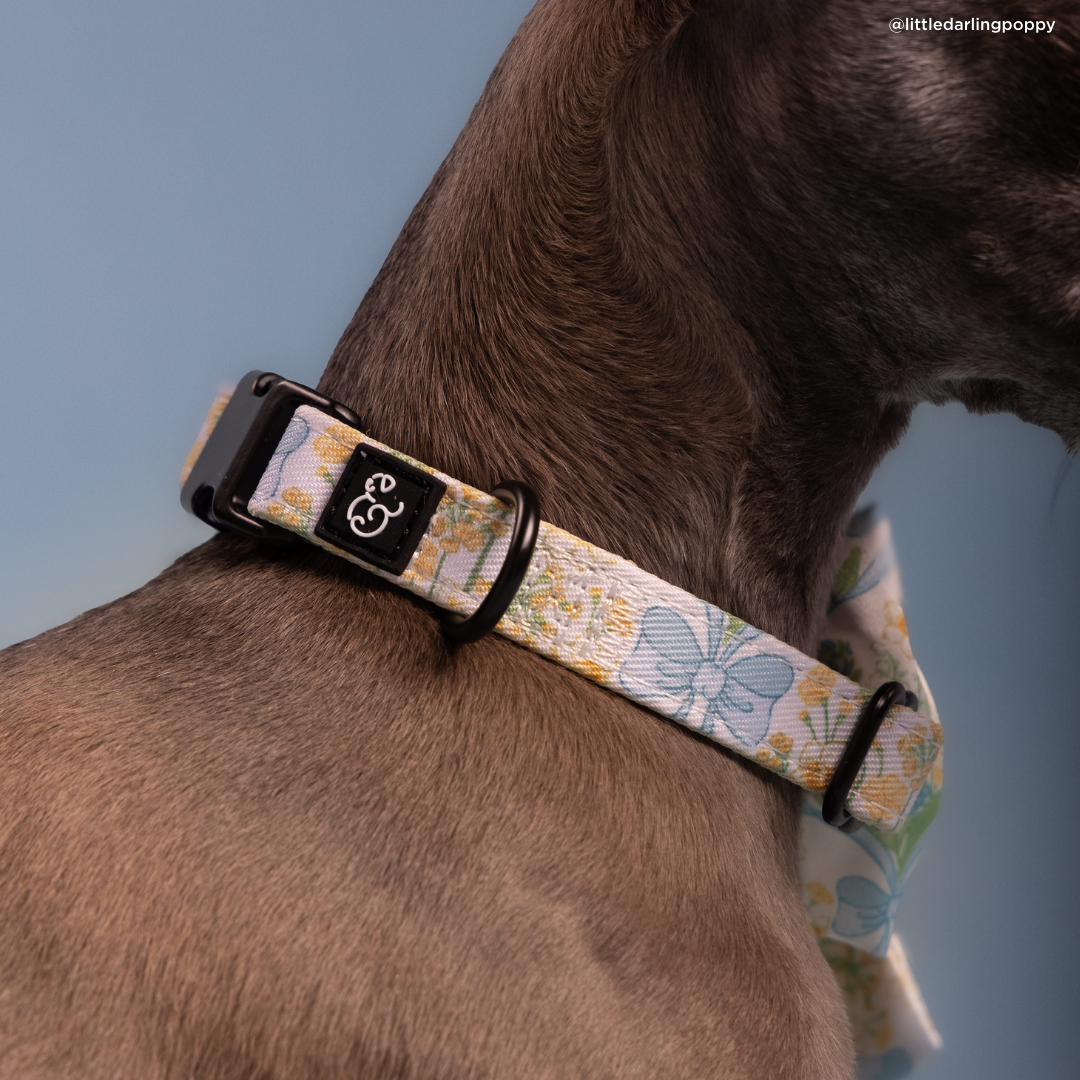 Sunshine and Daffodils Collar