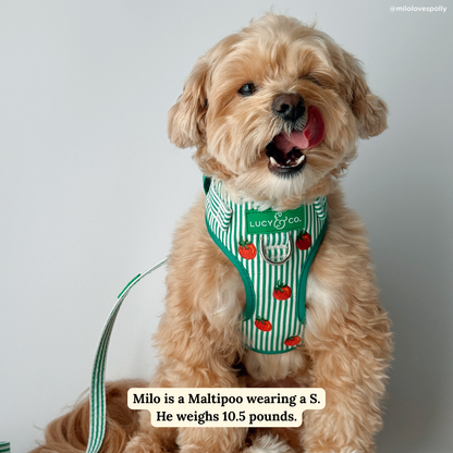 Tomato, Tomahto Embroidered No-Pull Harness