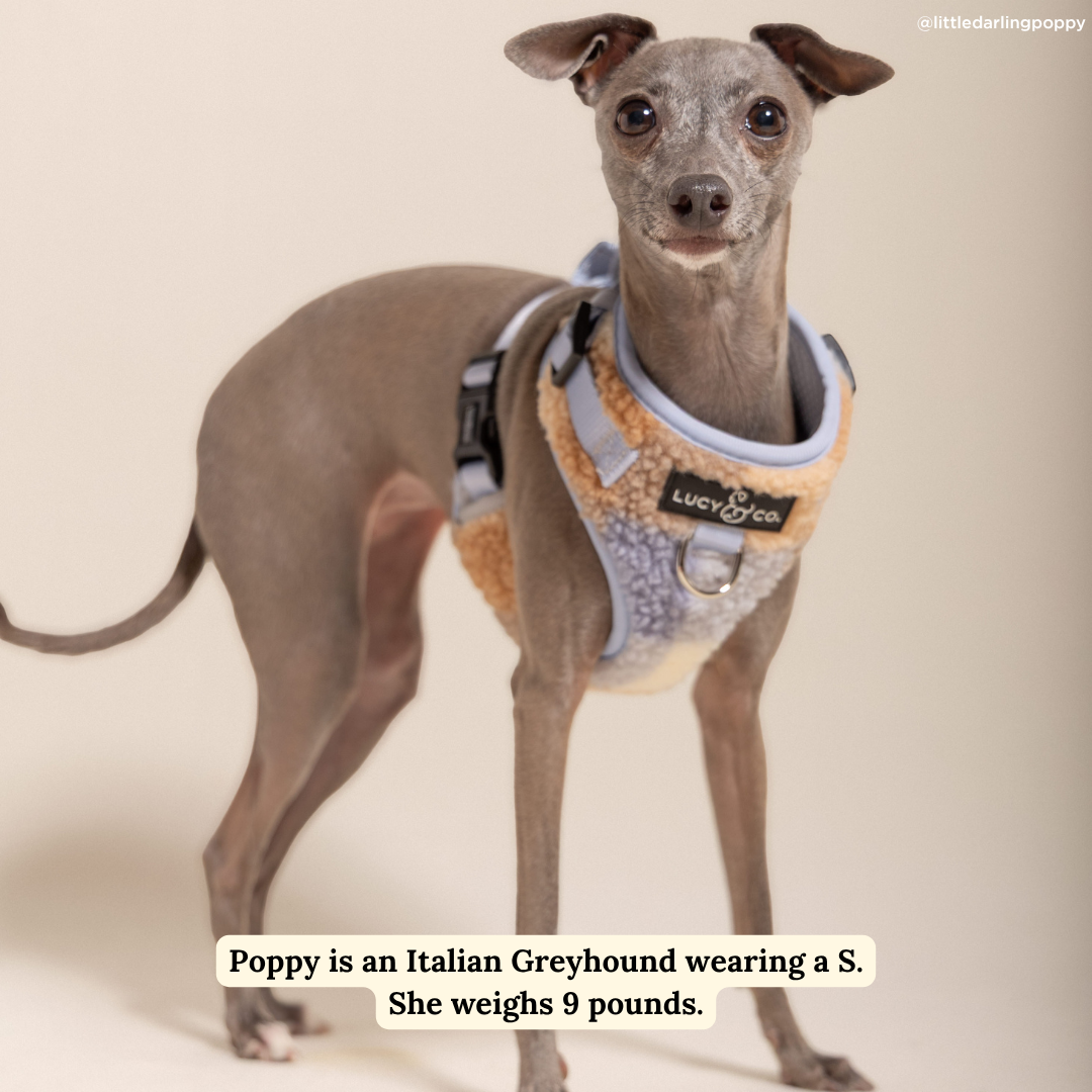 Blue Check Fleece No-Pull Harness