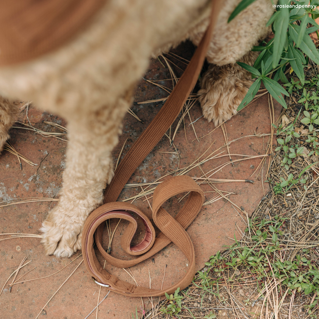 Chocolate Meadows Corduroy Leash
