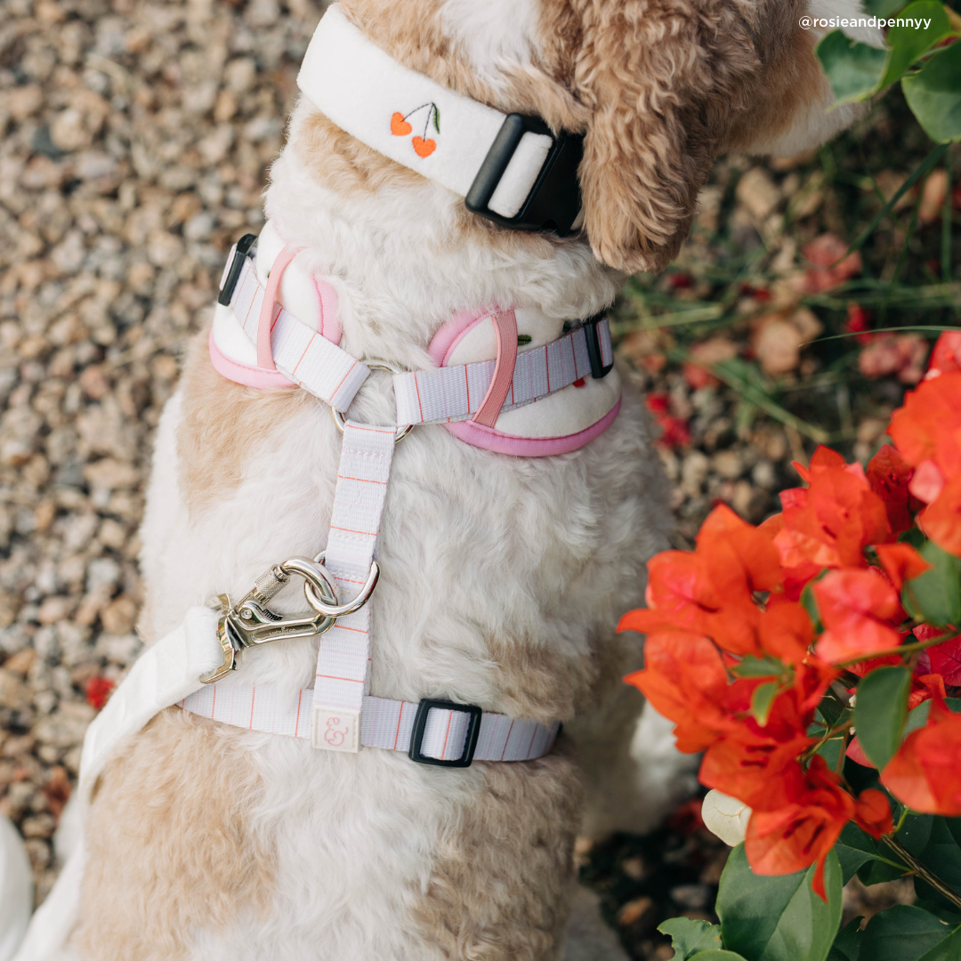 Cherry Cute Collar