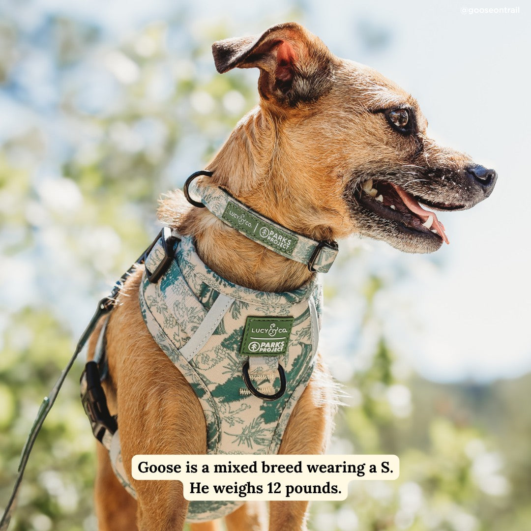 Lucy & Co. x Parks Project Sequoia Seedlings Collar