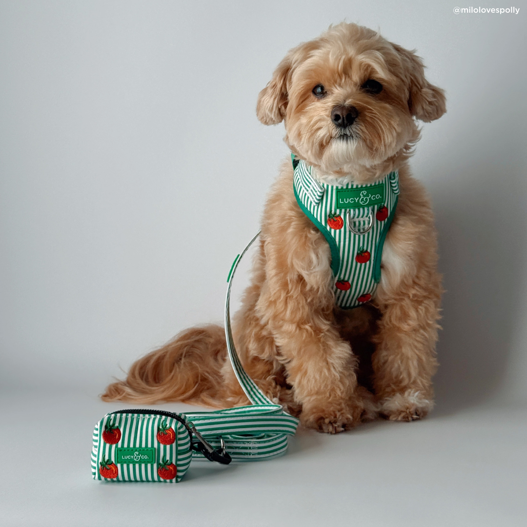 Tomato, Tomahto Embroidered No-Pull Harness