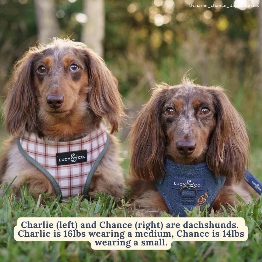 Camp Out Reversible Harness