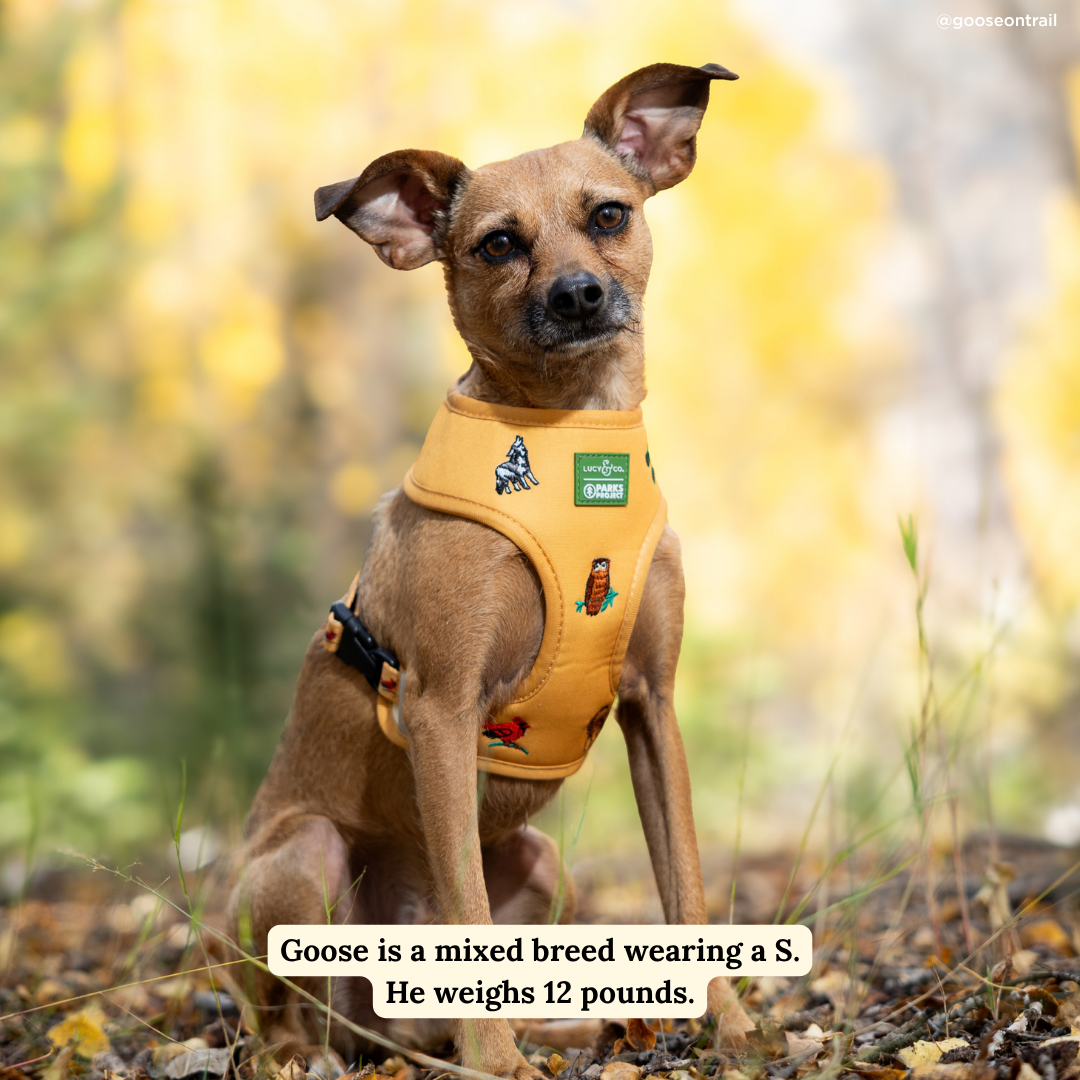 Lucy & Co. x Parks Project Naturalist Club Canvas Reversible Harness