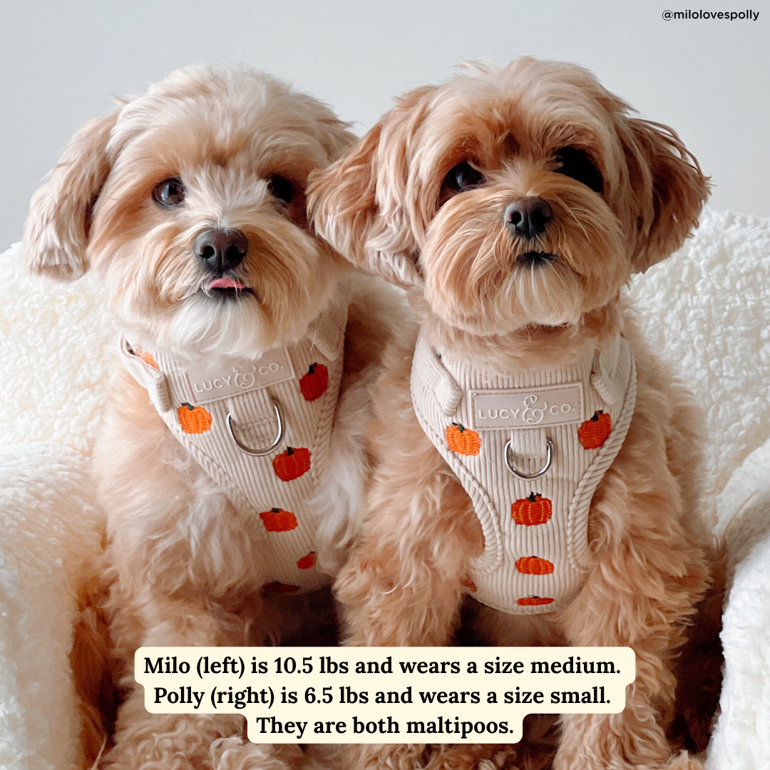 Oh My Gourd No-Pull Harness