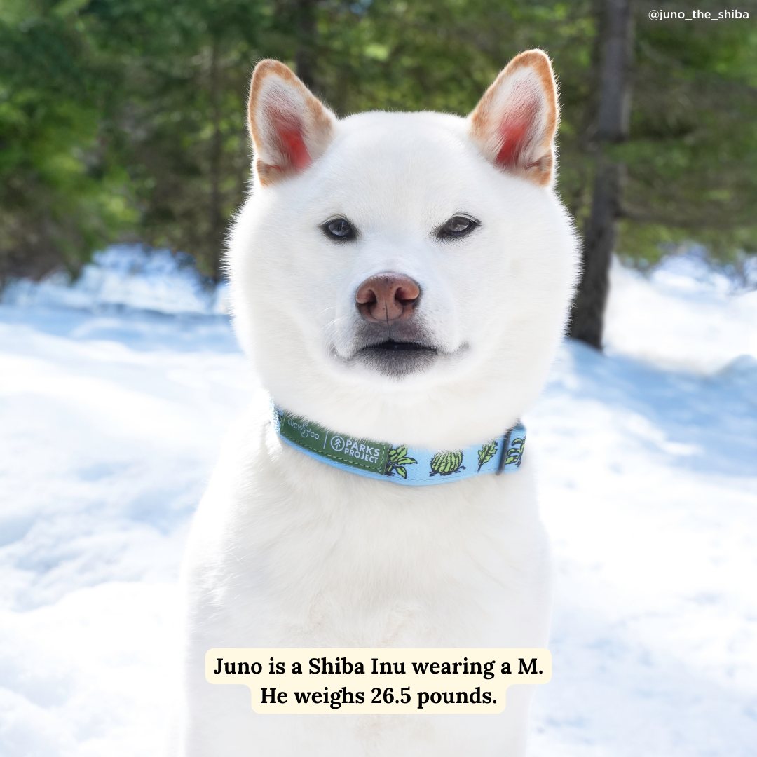 Feel the Earth Breathe Collar