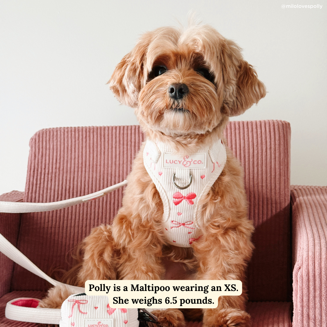 The Ever So Sweet Corduroy No-Pull Harness | Lucy & Co. The Ever So Sweet Corduroy No-Pull Harness | Lucy & Co.
