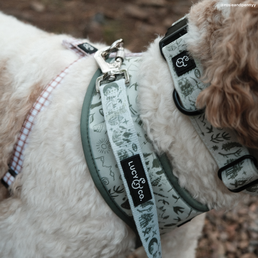 Camp Out Collar